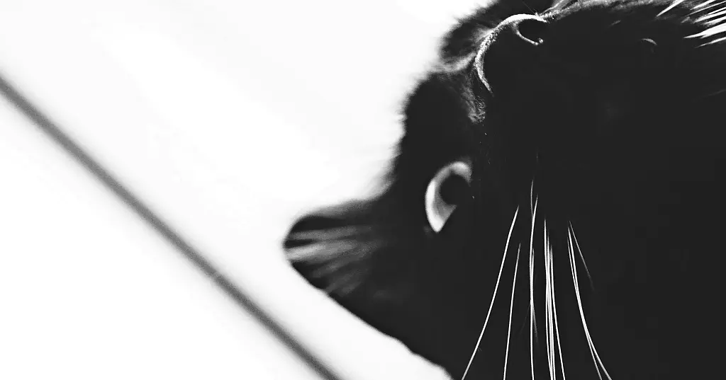 EU ¦ Article 6b of Regulation (EU) No 833/2014: Information Duties, Legal Privilege and Risks for Financial Crime Compliance