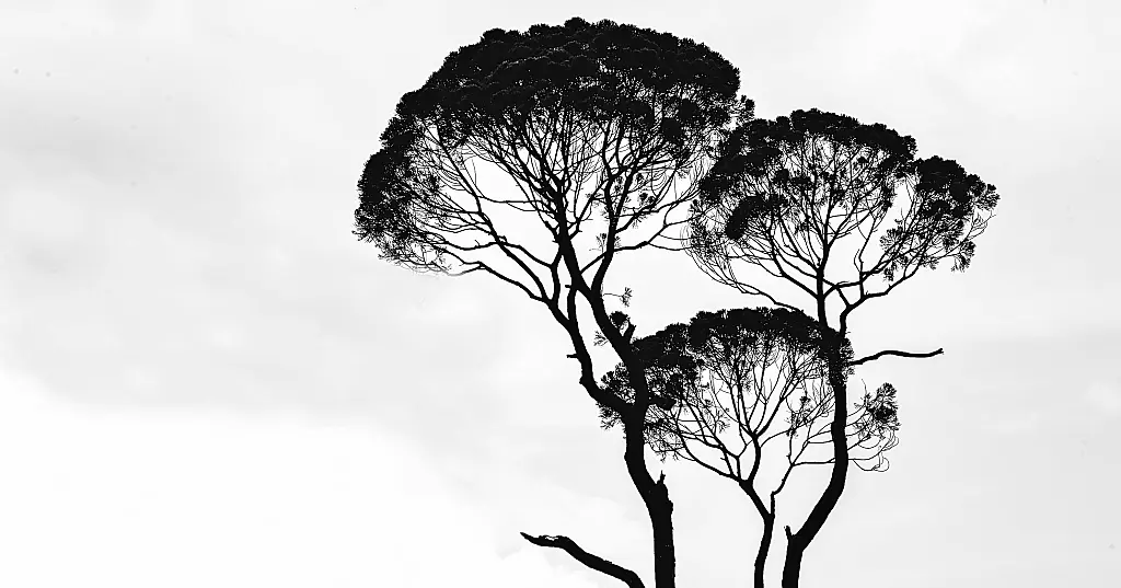 EBA ¦ Peer Review on Tax Integrity and Dividend Arbitrage Schemes