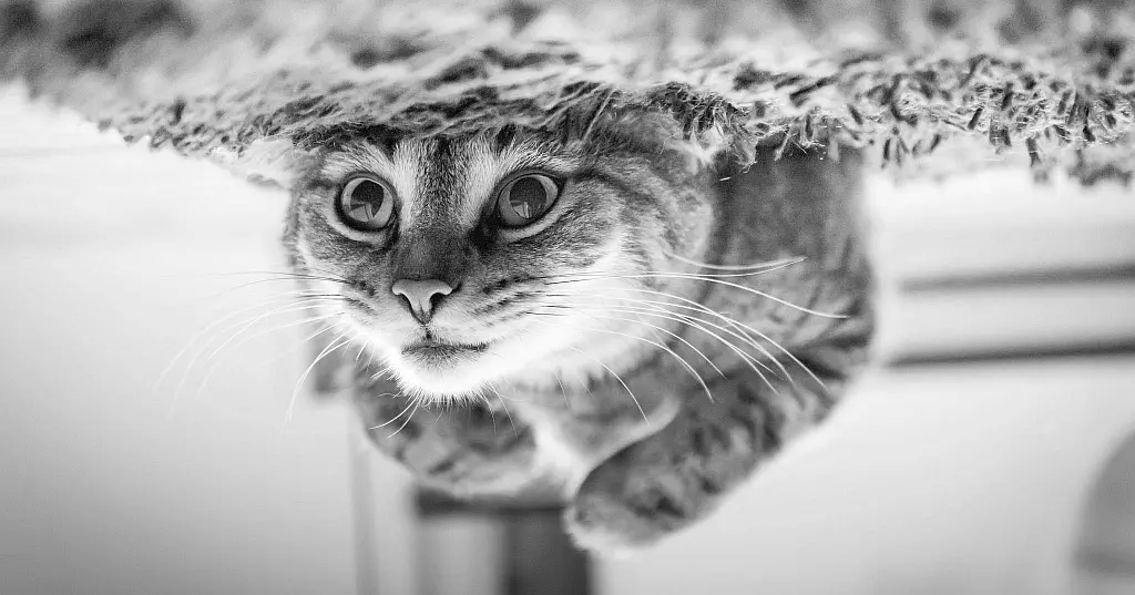 INTERPOL ¦ Global Financial Fraud Threat Assessment 2026